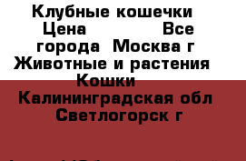 Клубные кошечки › Цена ­ 10 000 - Все города, Москва г. Животные и растения » Кошки   . Калининградская обл.,Светлогорск г.
